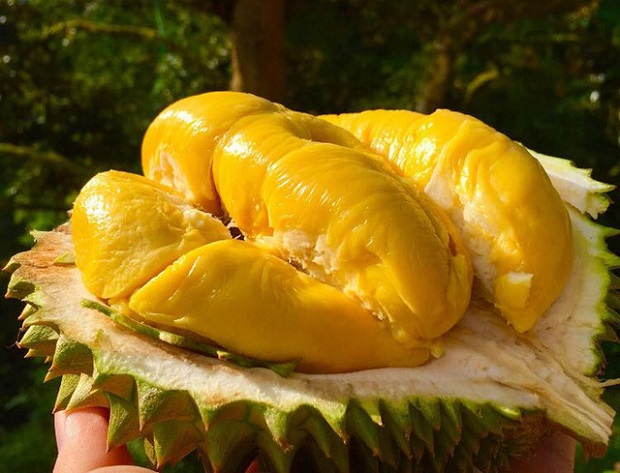 Sầu riêng Musang King