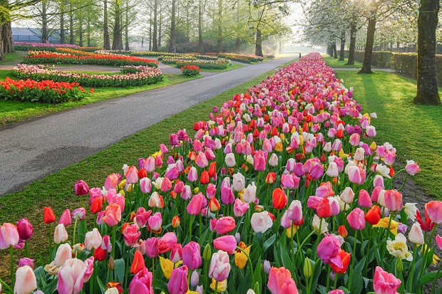 C&ocirc;ng vi&ecirc;n Keukenhof