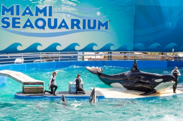 Miami Seaquarium địa điểm giải tr&iacute; v&agrave; gi&aacute;o dục