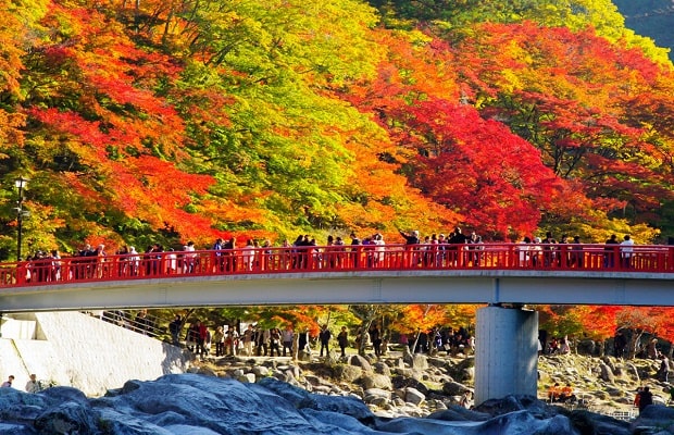 bí kíp du lịch bụi Nhật Bản - Lựa chọn thời điểm du lịch phù hợp