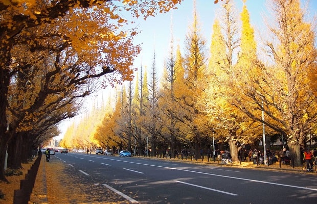 con đường namiki - con đường Namiki Nhật Bản nổi tiếng