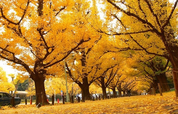 con đường Namiki - Thời điểm lý tưởng để tham quan con đường Namiki Nhật Bản