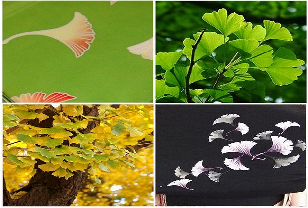 con đường Namiki - Làm gì khi tham quan con đường Namiki