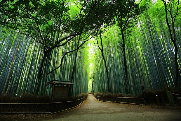 Con đường xuyên rừng tre Arashiyama có nhiều cảnh đẹp
