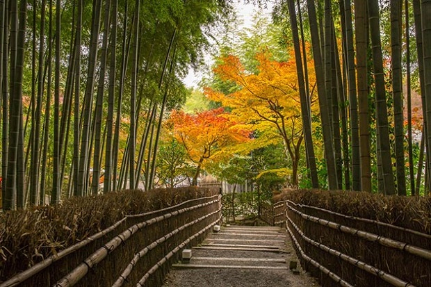 Con đường xuyên rừng tre Arashiyama mùa thu