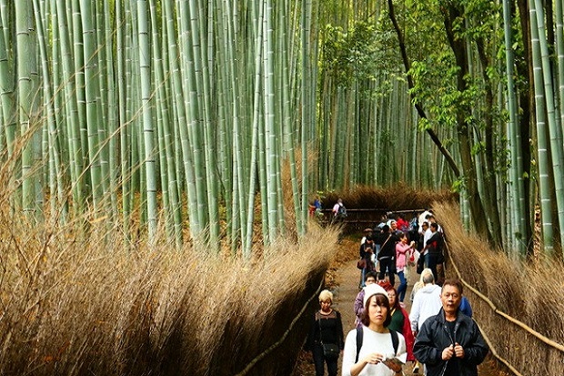 Con đường xuyên rừng tre Arashiyama vào cuối tuần
