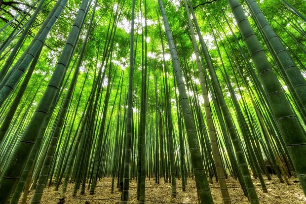 Quá trình hình thành con đường xuyên rừng tre Arashiyama