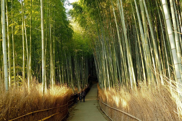 Con đường xuyên rừng tre Arashiyama có nhiều khu vườn đẹp