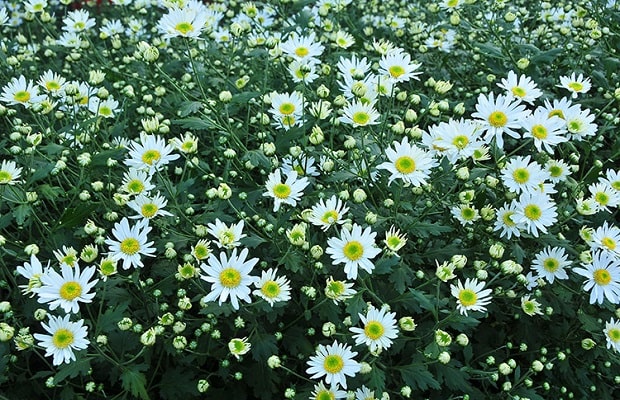 cúc trắng Nhật Bản - Cúc họa mi