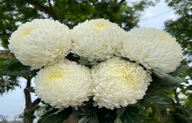 cúc trắng Nhật Bản - cúc mẫu đơn trắng