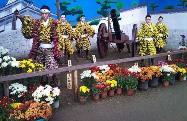 cúc trắng Nhật Bản - lễ hội hoa cúc trắng Nhật Bản