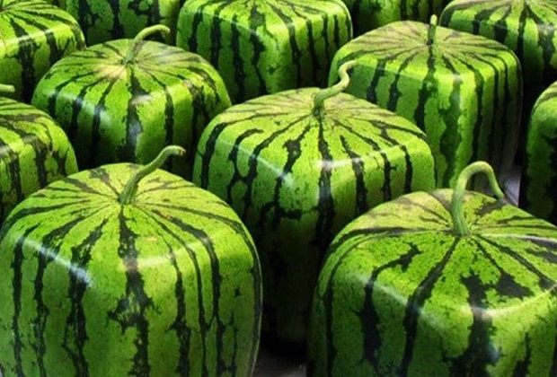 điều ngộ nghĩnh chỉ có ở nhật bản - dưa hấu hình vuông
