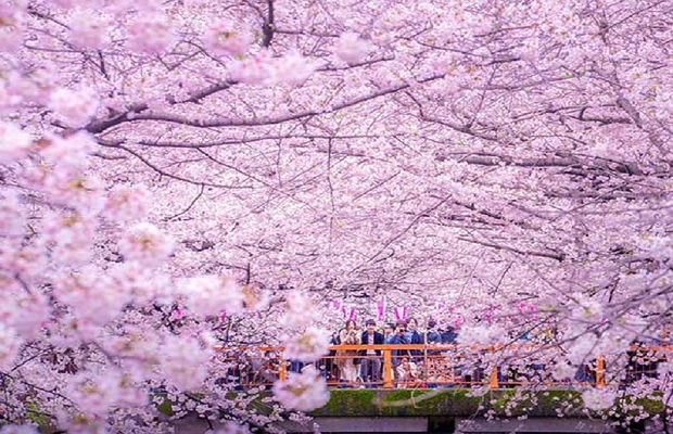 du lịch nhật bản lần đầu - mùa xuân