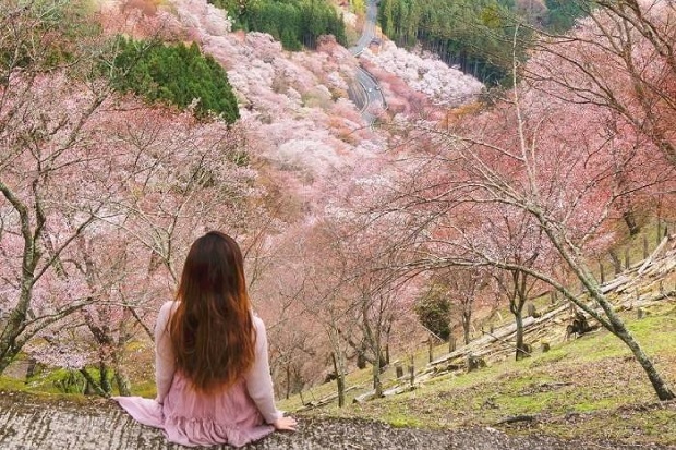 Ngắm tuyết trắng, anh đào ở Nhật Bản tại núi Yoshino