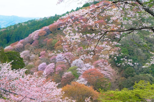 Ngắm tuyết trắng, anh đào ở Nhật Bản ở núi Yoshino