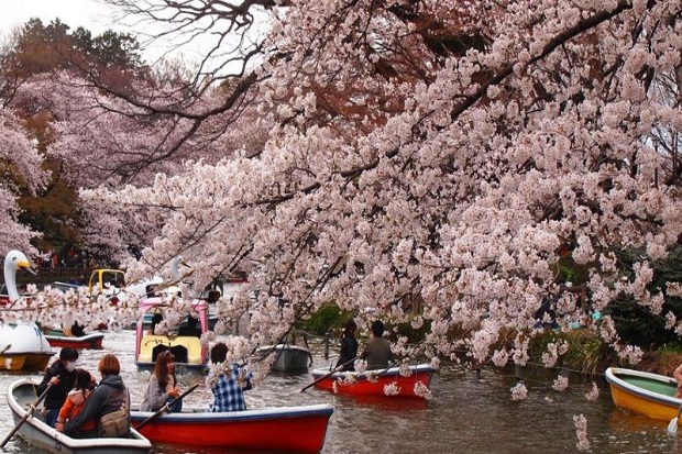 Ngắm tuyết trắng, anh đảo ở Nhật Bản tại Công viên Ueno