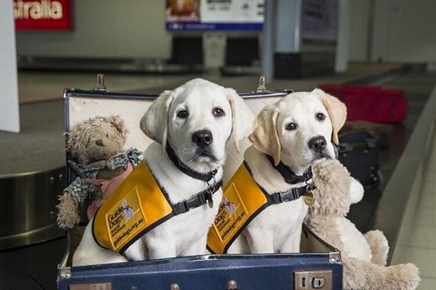 Động vật đi máy bay