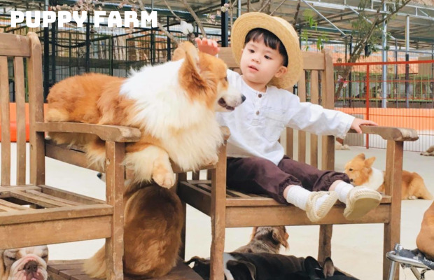 Tour Đà Lạt mùa hè Datanla Puppy Farm 4N3Đ