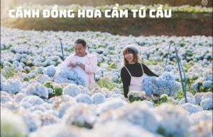 Tour Sài Gòn – Đà Lạt – Tea Resort – Thác Prenn 3N3Đ hè 2024
