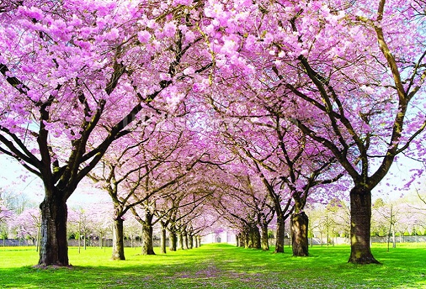 tour Hồng Kông mùa xuân