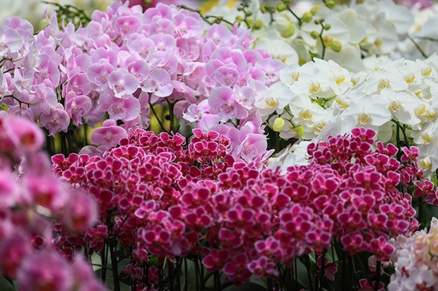 Vườn lan Indonesia - Vườn Lan Kebun Begonia