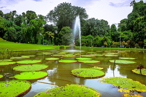 Vườn lan Indonesia - Vườn Lan Kebun Raya Bogor