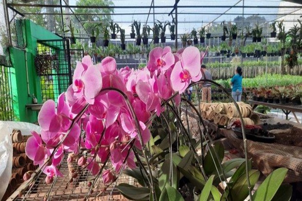 Vườn lan Indonesia - Vườn Lan Taman Anggrek Ragunan