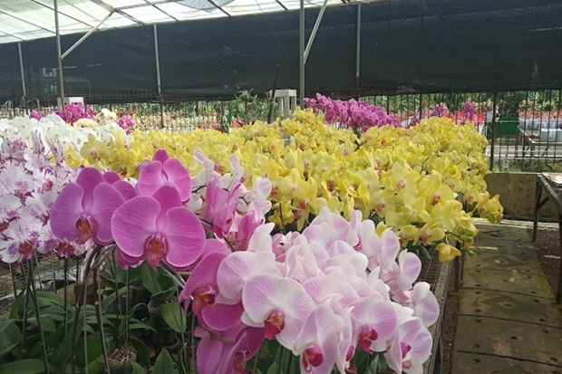 Vườn lan Indonesia - Vườn Lan Taman Anggrek Ragunan
