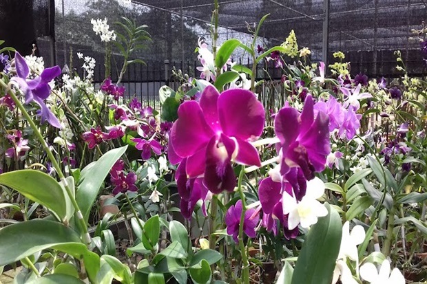 Vườn lan Indonesia - Vườn Lan Taman Anggrek Ragunan