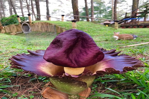 Vườn lan Indonesia - Vườn Lan Orchid Forest