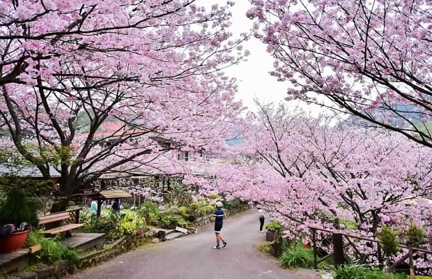 địa điểm ngắm hoa anh đào đẹp ở Đài Loan - Công viên Dương Minh Sơn