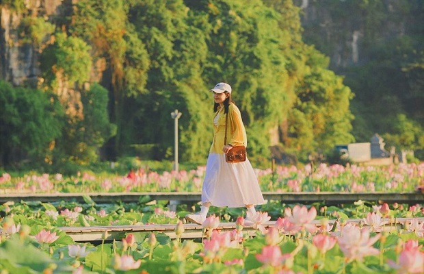 Mùa sen Ninh Bình tháng mấy - Ghé thăm Ninh Bình mùa sen nở rộ