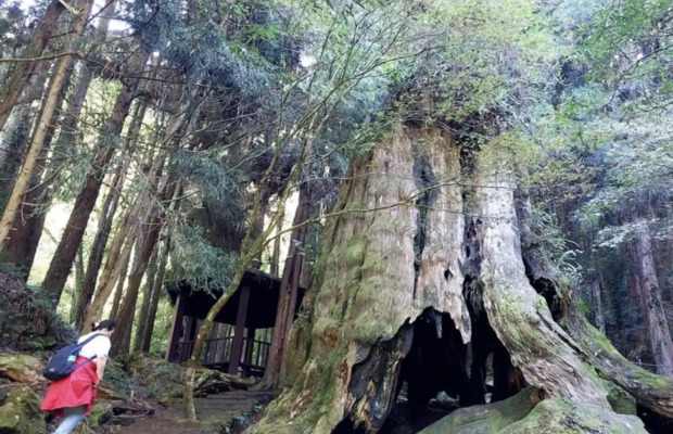 rừng Shanlinxi - Bách đỏ Đài Loan cổ đại