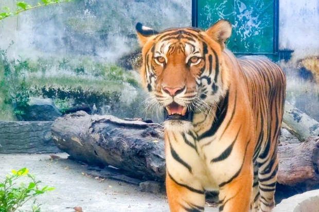 Khám phá thế giới động vật