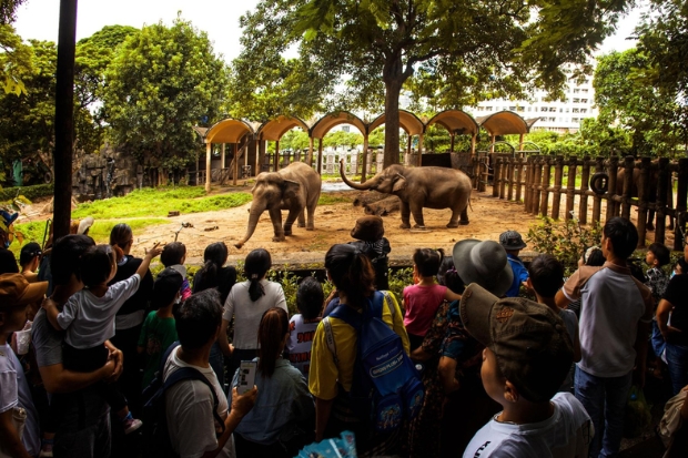 Thưởng thức tiết mục biểu diễn voi