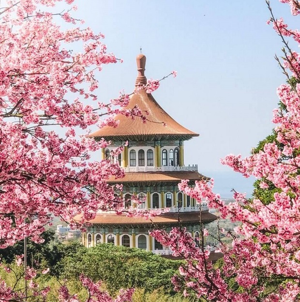 mùa hoa đào Đài Loan