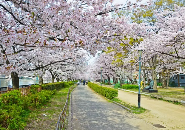 hoa anh đào Nhật Bản