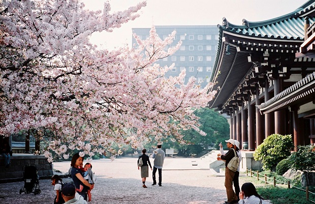 mùa hoa anh đào Nhật Bản