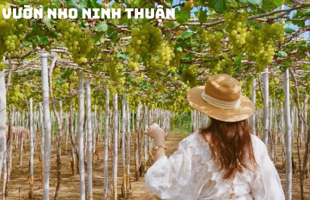 Tour Bình Hưng – Vĩnh Hy 2N2Đ: Khám phá thiên đường biển đảo, Tiệc hải sản, giá ưu đãi