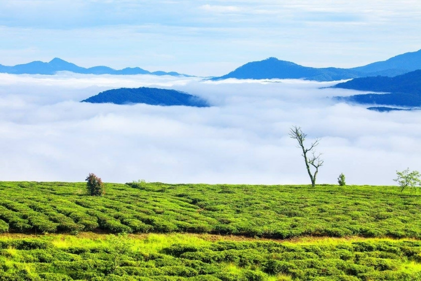 Rời xa kh&ocirc;ng kh&iacute; n&aacute;o nhiệt tại S&agrave;i G&ograve;n, trải nghiệm kh&ocirc;ng gian xanh m&aacute;t tại Đồi Ch&egrave; Cầu Đất