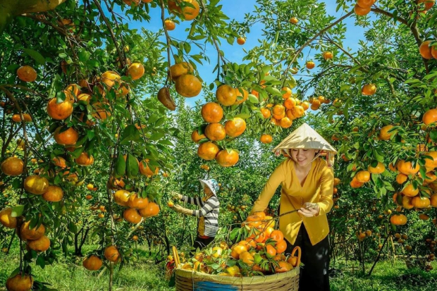 Vườn trái cây Mỹ Khánh