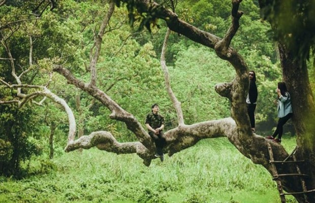 Kinh nghiệm khám phá Nhất Lâm Thủy Trang Trà chi tiết