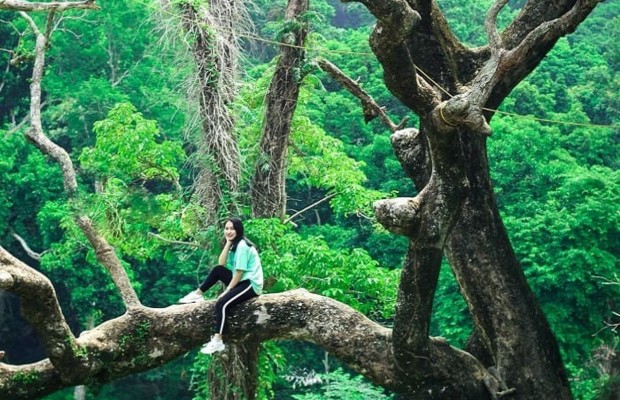 Bộ rễ c&acirc;y đa khổng lồ h&agrave;ng trăm năm tuổi với &aacute;nh nắng xuy&ecirc;n qua t&aacute;n l&aacute; tại Nhất L&acirc;m Thủy Trang Tr&agrave;