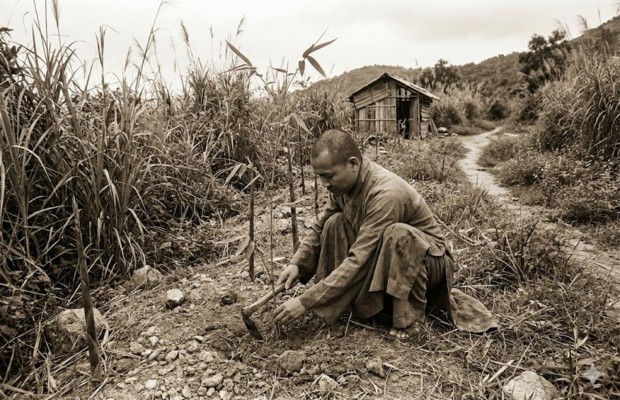 Đại đức Th&iacute;ch Thế Tường chăm s&oacute;c vườn tre tại Sơn Tr&agrave; Tịnh Vi&ecirc;n Đ&agrave; Nẵng.