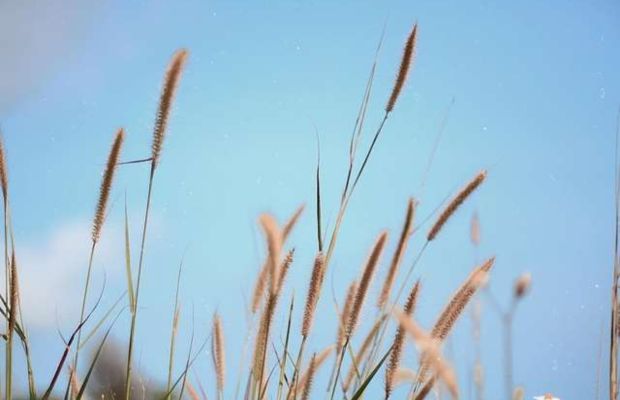 Sức sống m&atilde;nh liệt của hoa cỏ may