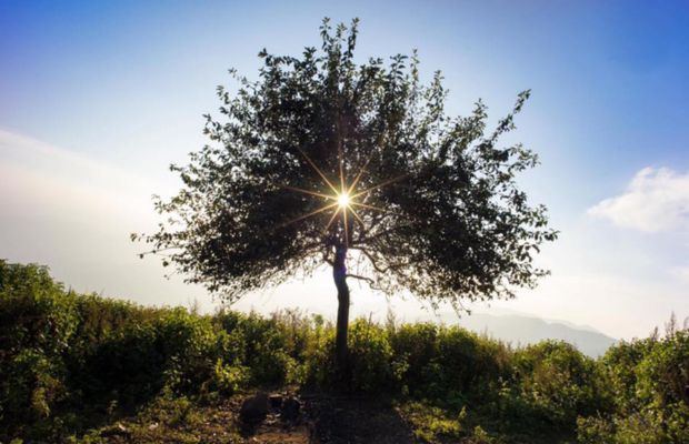 C&acirc;y th&ocirc;ng c&ocirc; đơn tr&ecirc;n đ&egrave;o Hải V&acirc;n với biển Đ&agrave; Nẵng.