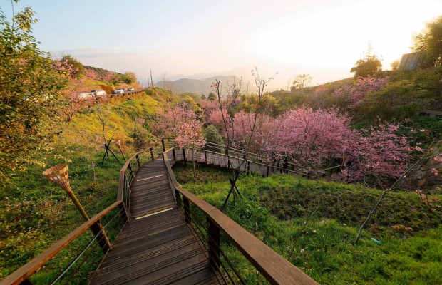 Hoa anh đ&agrave;o nở rộ khắp n&uacute;i đồi