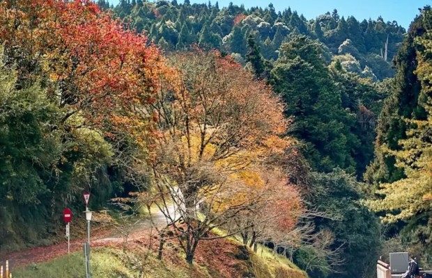 L&aacute; phong đỏ rực v&agrave; bầu trời trong xanh