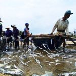 Chợ Nam Ô Đà Nẵng: Hải sản tươi và ẩm thực làng chài 700 năm