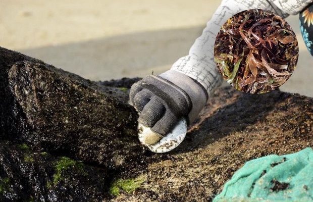 mứt biển tiến vua tại nam &ocirc;